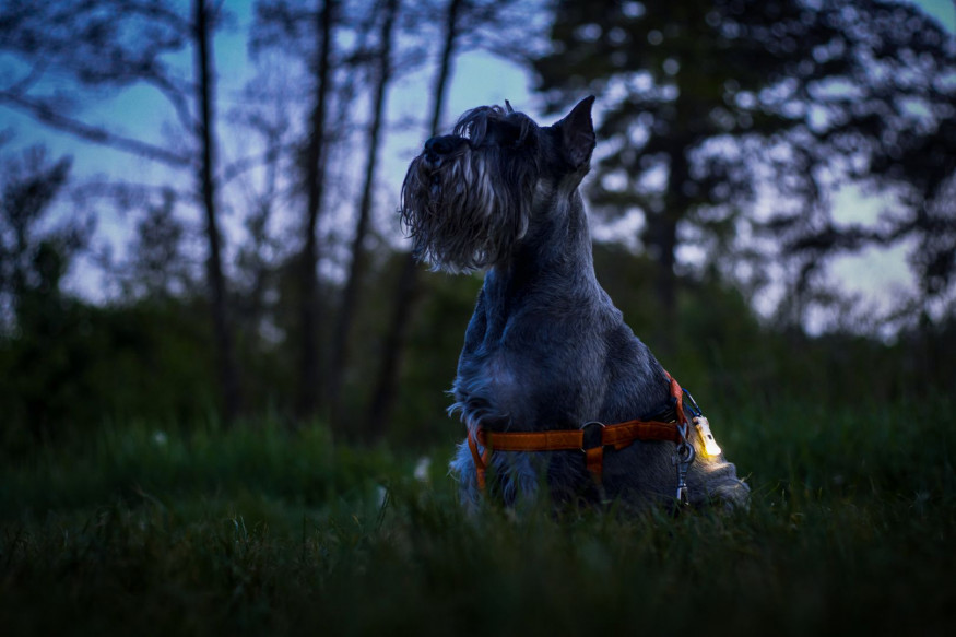 Мультифонарь Armytek Zippy Extended Set (Grey Onyx)